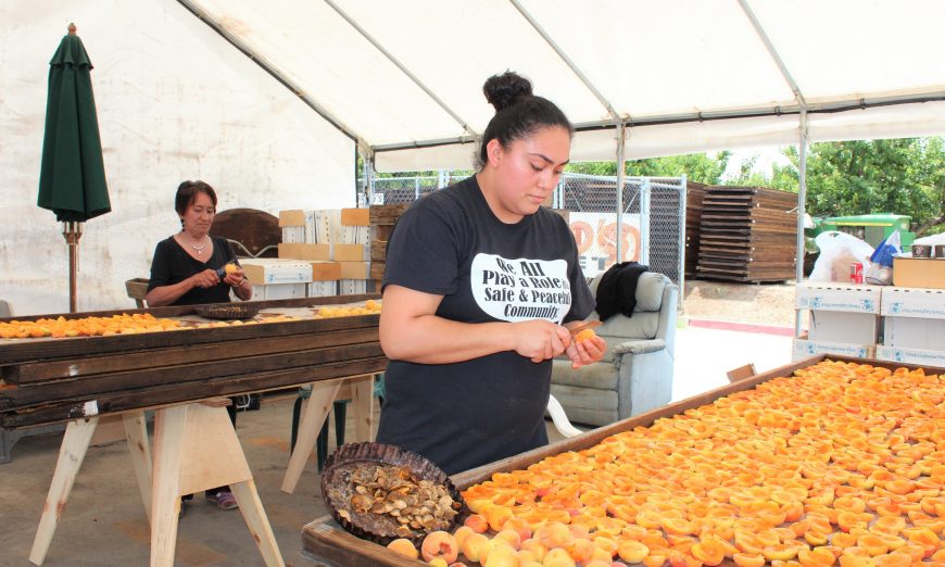 Sunnyvale’s Orchard Heritage Park Apricots, Sunnyvale’s Orchard Heritage Park is now in the thick of picking and drying apricots. The apricot goods will be on sale at the fruit stand.