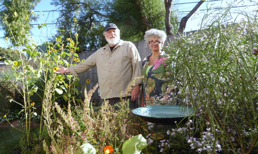 Janay and Kurt Harvey are known to be friends of the butterfly community. They help butterflies at the Ulistac Natural Area and at their home.
