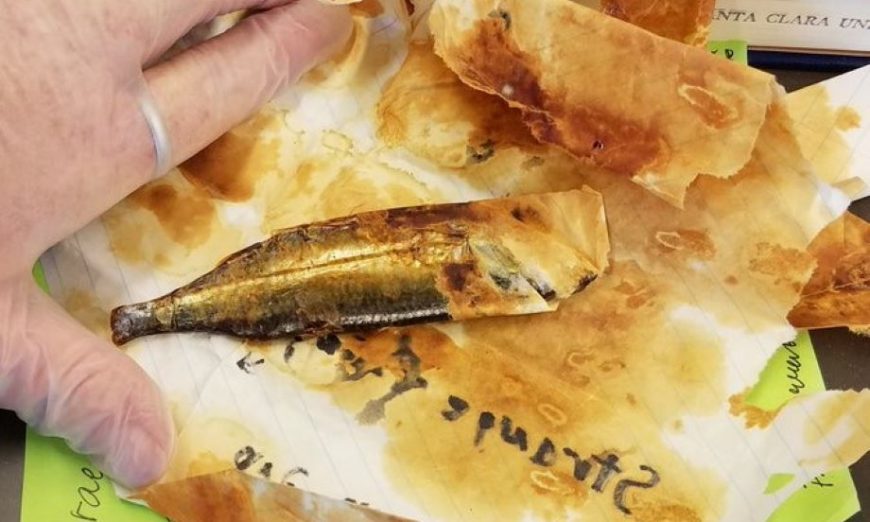 Staff at the Santa Clara University library found a sardine in a book in their collection. It has an interesting story behind it.