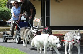 Dog Days Come Early to Santa Clara