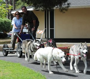 Dog Days Come Early to Santa Clara