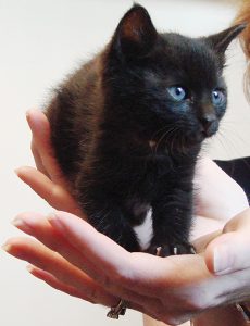 With Kitten Season Approaching, HSSV Holds PurrFest Event