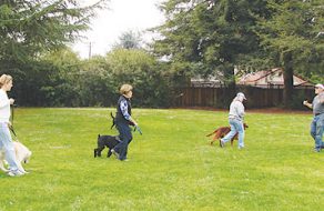 Mission City dog Training