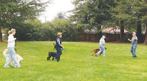 Mission City dog Training