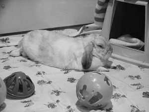 Fifteen Animals Find Forever Homes at SVACA’s Adoptathon