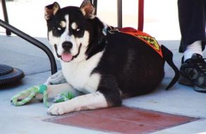 Dogs, Cats Wag and Purr Their Way to New Homes