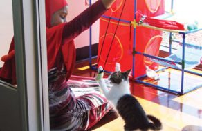 SVACA Helps Combat Overpopulation by Holding Annual Adoptathon