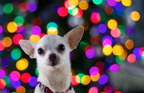 Home for the Holidays a WeCARE Success