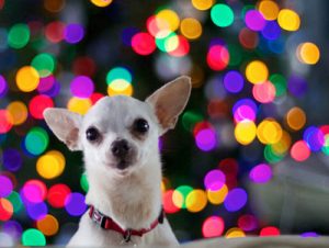 Home for the Holidays a WeCARE Success