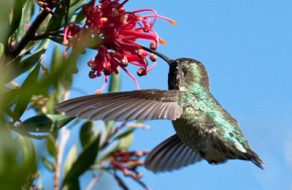 Hummingbird Days