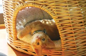 SVACA Finds Homes for Furry Friends