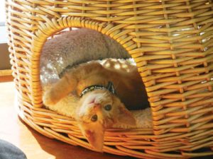 SVACA Finds Homes for Furry Friends