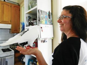 Protecting Pigeons and Doves From a Deadly Fate