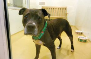 SVACA Holds Whisker Wonderland Event, Borders No Kill Status