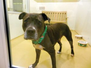 SVACA Holds Whisker Wonderland Event, Borders No Kill Status