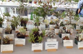 Mission College Hosts Wild flower Show