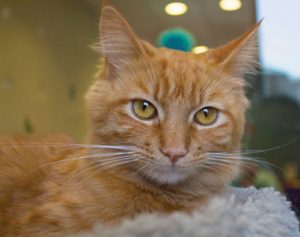 Seventh Heaven for SVACA