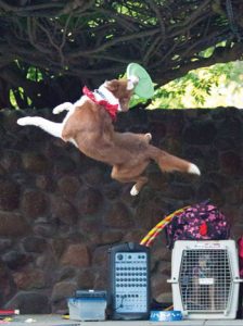 Concerts in the Park Kickoff with Family Fun Night