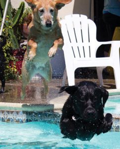 It’s a Dog’s Life at Santa Clara Event