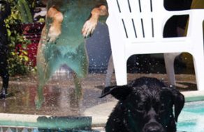 It’s a Dog’s Life at Santa Clara Event