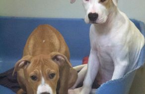 SVACA’s Annual Event Finds Homes for Homeless Animals