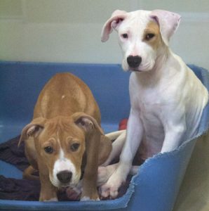 SVACA’s Annual Event Finds Homes for Homeless Animals