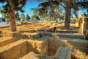 Mystery Maze Now Open