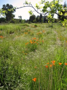 Wildflowers in Bright Bloom at Ulistac Natural Area