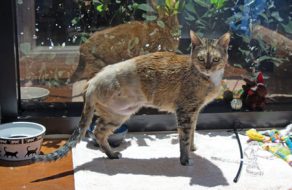 Aloha Adoptions at SVACA
