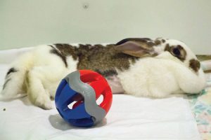 SVACA Holds Holiday-Themed Adoption Event