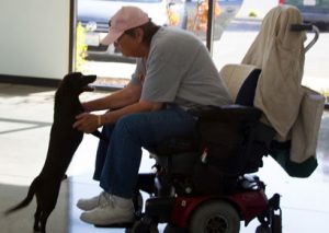 Community Help Needed to Save Injured Dog