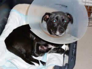 Donations Still Needed to Save Dog’s Life