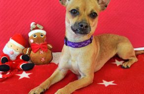 Humane Society Silicon Valley and Shelter First Partners Announce 2014 Home for the Holidays Program