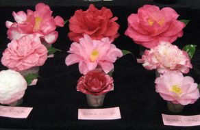 Prima Donnas of the 74th Annual Camellia Show