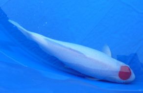 Santa Clara Valley Koi and Water Garden Club Welcomes New Members