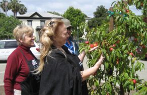 Harris-Lass House Museum Celebrates 150th Birthday with Dedication of Restored Heritage Orchard