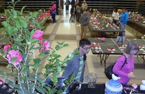 Camellias and Birthday Cake at 75th Annual Camellia Show