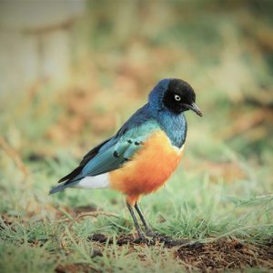 Residents Criticize Sobrato ‘Innovation Place’ Homeless Housing Project