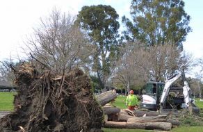 The Sound of a Tree Falling