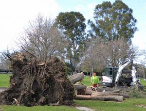 The Sound of a Tree Falling