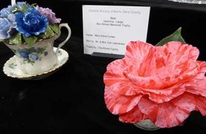 76th Annual Camellia Show Spectacular Despite the Weather