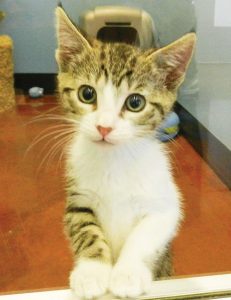 SVACA’s Continues No Kill Numbers, Needs Fosters