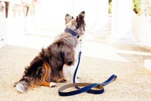 MATTIE + MARGOT Designing for Dogs