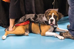 A Halloween Party for Pups