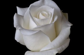 Richard Pell 1966 – 2018