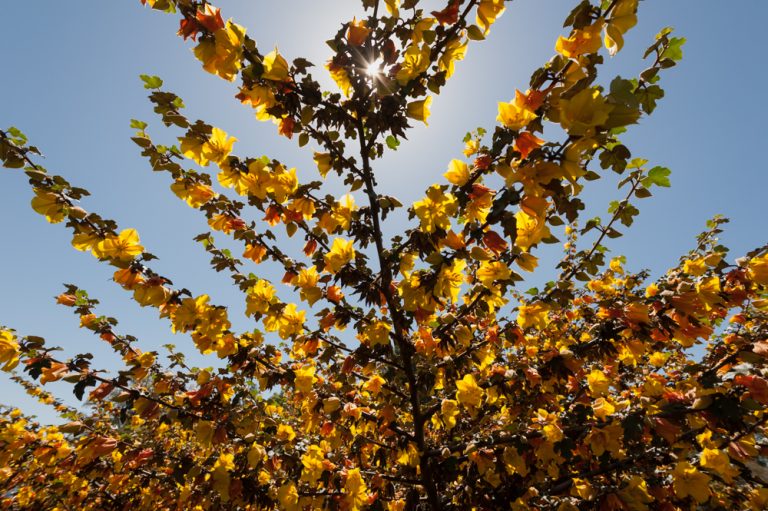 California Wildflowers Bloom at Ulistac