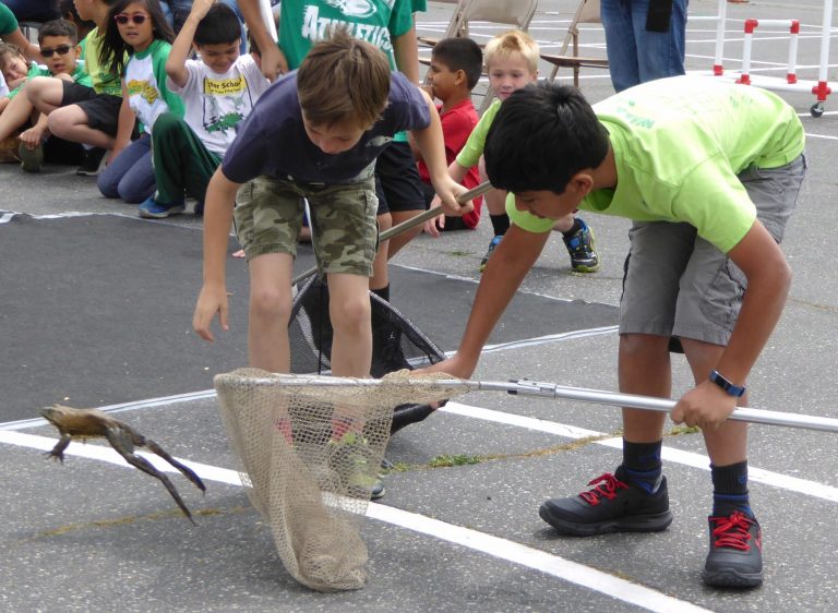 Something to Croak About: 163 Bullfrogs Vie for 1st Place in Sutter Elementary School’s 53rd Frog Jump
