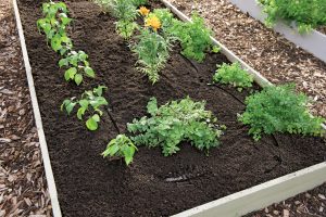The Art of Waterwise Gardening