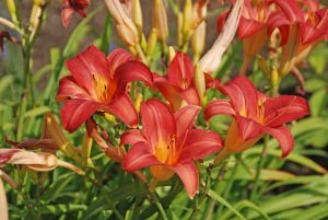 Summer Care for Perennial Gardens