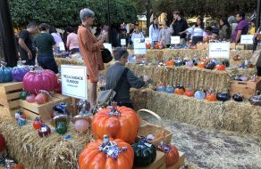 Glass Pumpkin Patch Takes Over Santana Row